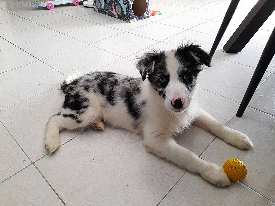 Thelma a rejoint le concours — aidez-le/la à gagner de superbes lots ! australian_shepherd, border_collie, canidae, carnivore, companion_dog, dog, dog_breed, floor, flooring, fur, herding_dog, mammal, paw, snout, sporting_group, terrestrial_animal, texas_heeler, whiskers, working_animal, working_dog