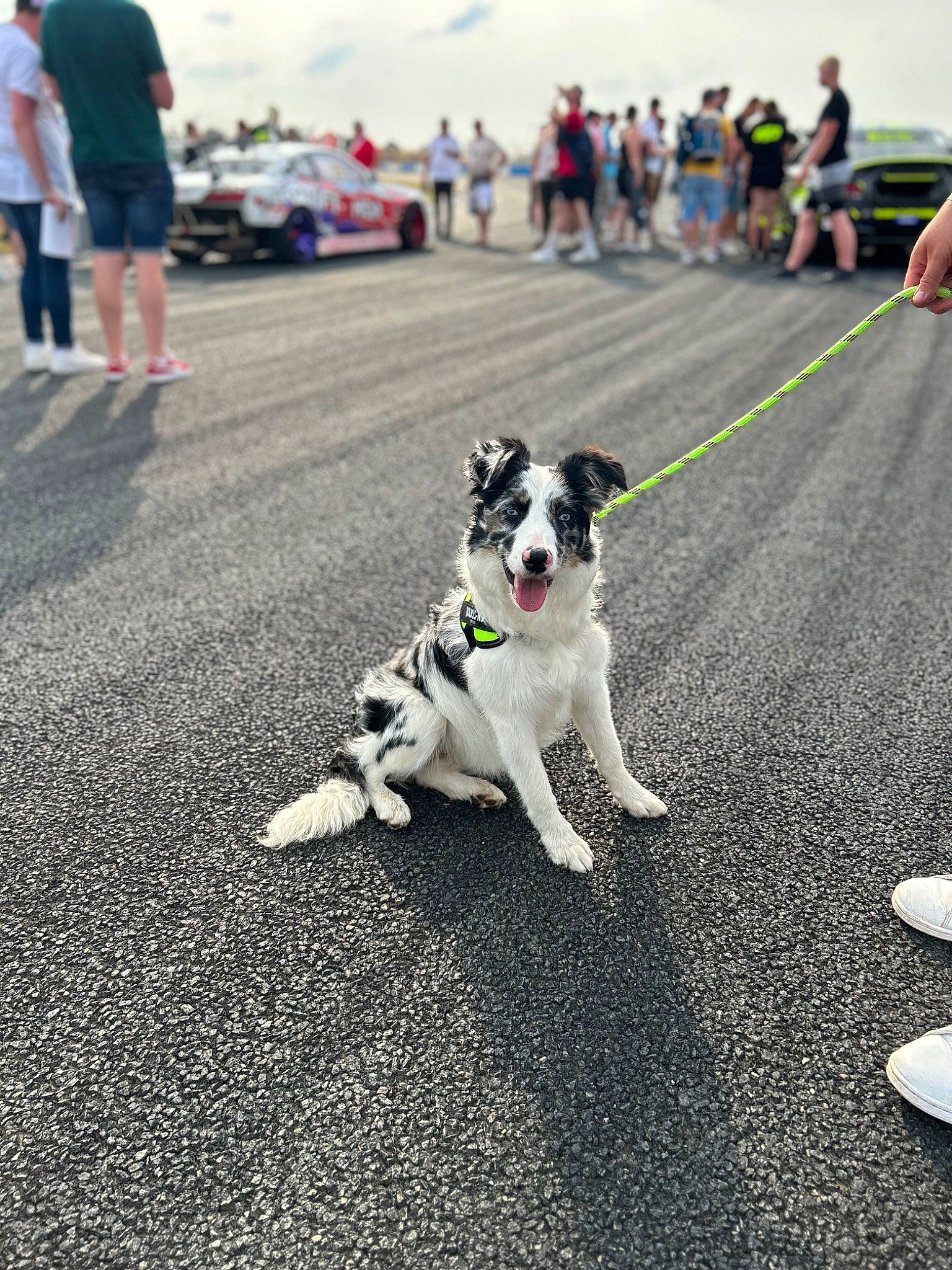 Thelma participe au concours pour gagner de l'argent avec cette photo : asphalt, canidae, carnivore, city, cloud, collar, companion_dog, dog, dog_breed, dog_collar, grass, leash, road, road_surface, sidewalk, sky, snout, street, tail, tire