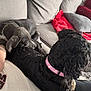 dog, couch, pet, collar, snuggling, fur, indoor, cozy, relaxing, animal, friendship, pillows, beige, red, grey, curly_fur, small_dog, medium_dog, companion, resting