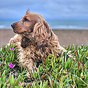 Billy participe au concours pour gagner de l'argent avec cette photo : dog, golden_retriever, outdoor, greenery, plants, flowers, beach, sky, nature, animal, fur, portrait, relaxing, calm, side_view, grass, canine, landscape, daylight, pet
