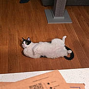 Domino is registered to the contest to win money with this photo: cat, black_and_white, lying_down, wooden_floor, scratching_post, couch, indoor, pet, feline, relaxed, alert, flooring, fur, whiskers, tail, domestic_animal, home, animal, playful, resting