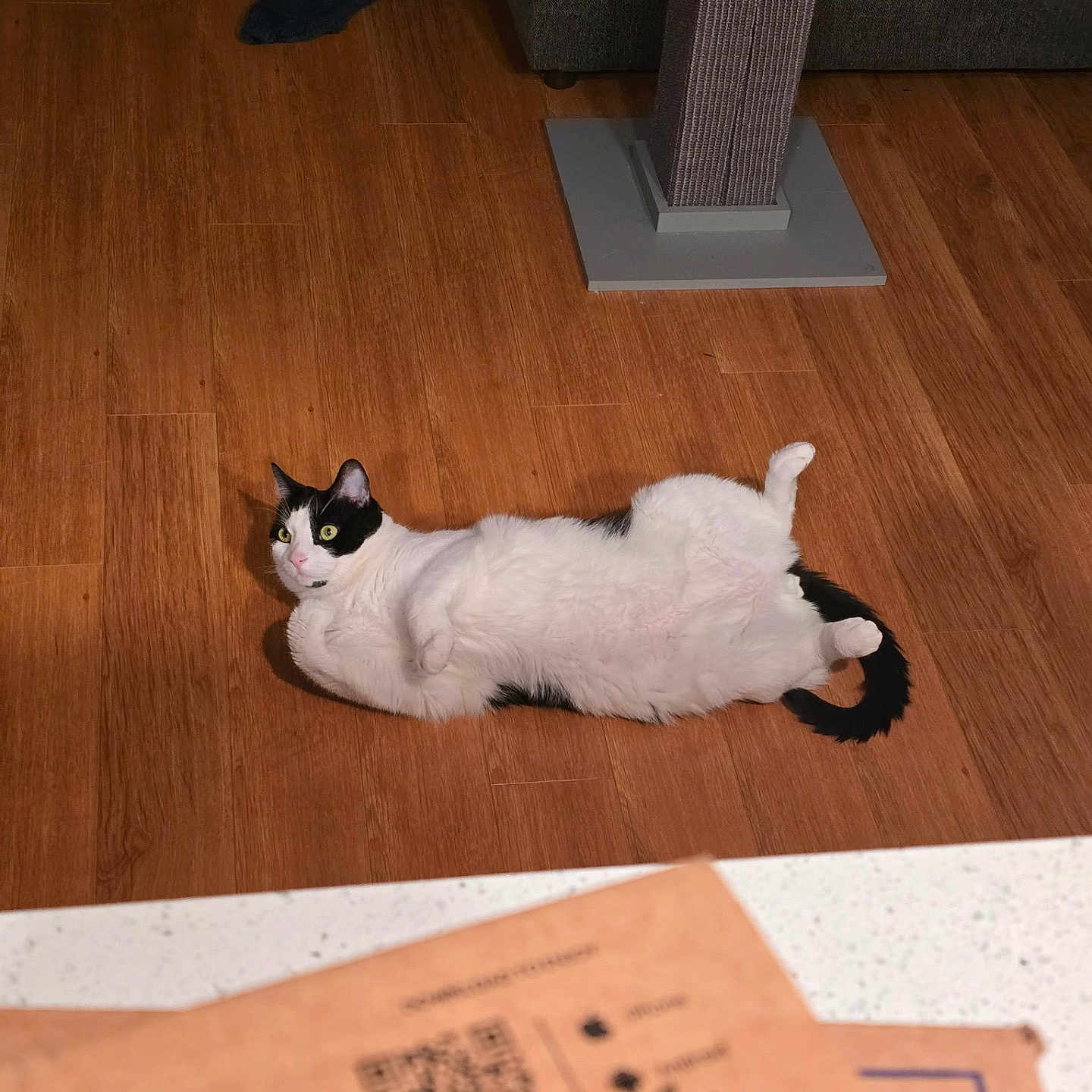 Domino