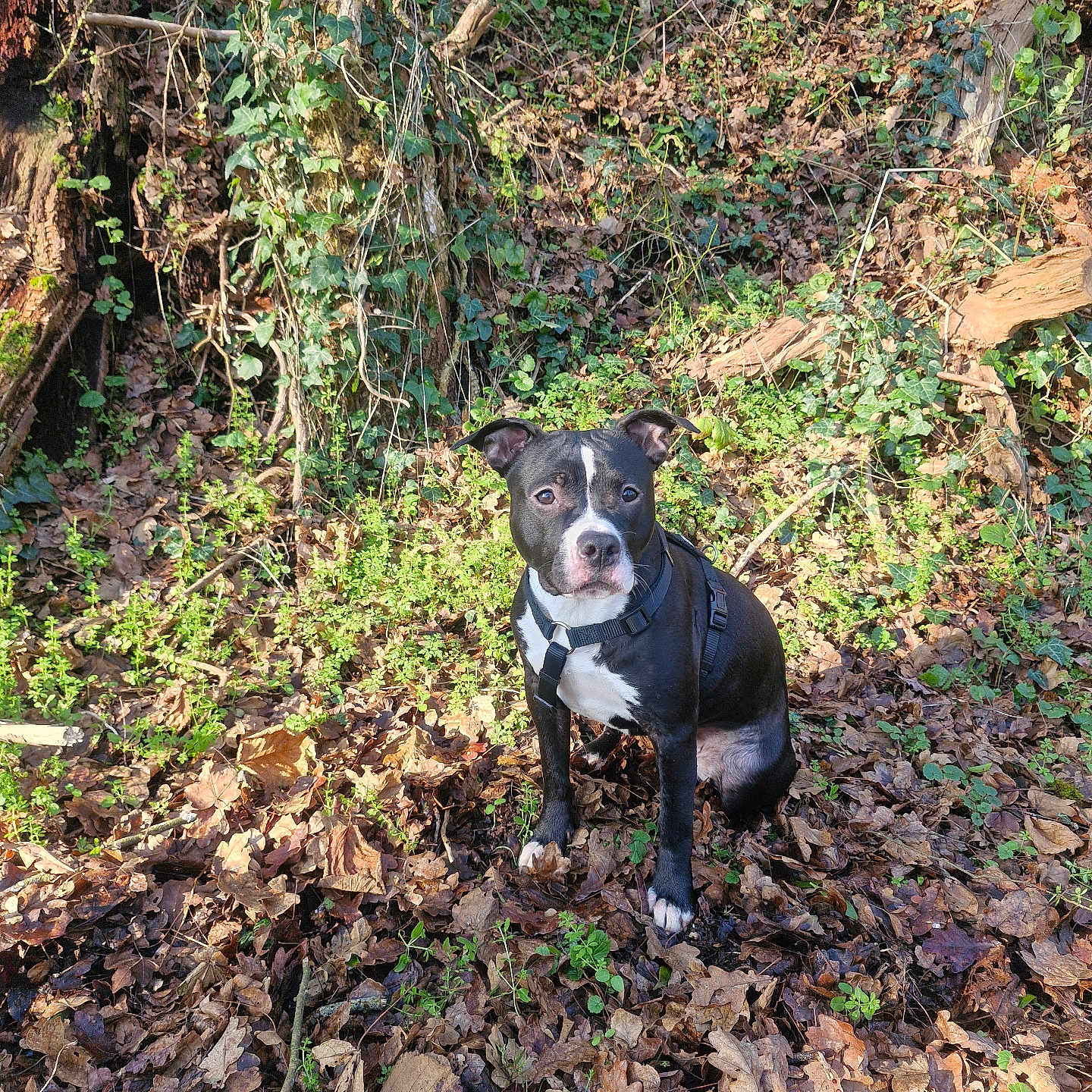 Ayla participe au concours pour gagner de l'argent avec cette photo : alert, animal, black_and_white, branch, canine, daylight, dog, ears, forest, fur, greenery, ground, harness, leaves, nature, outdoor, pet, sitting, sunlight, tree