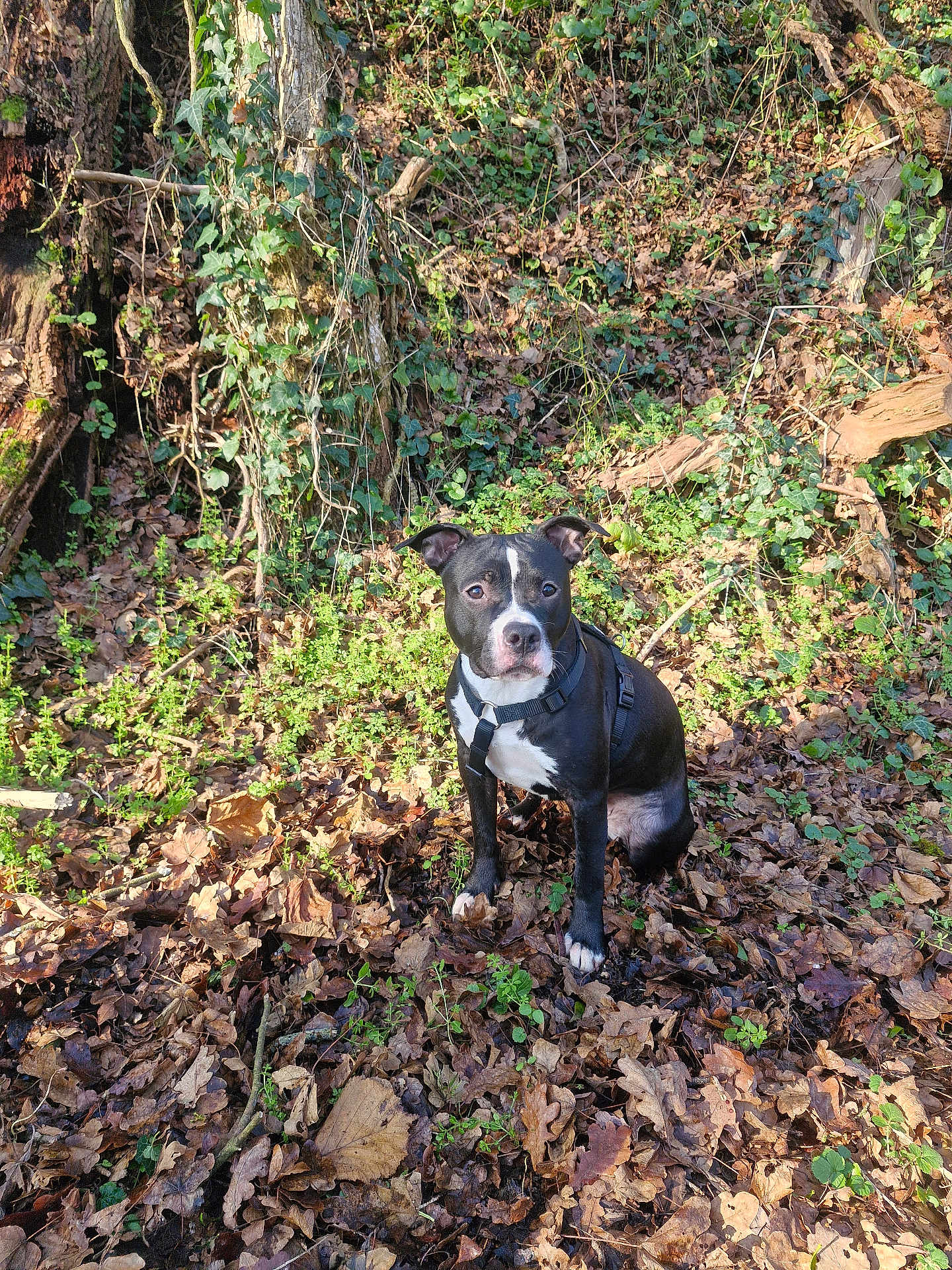 Ayla participe au concours pour gagner de l'argent avec cette photo : dog, black_and_white, harness, leaves, forest, outdoor, nature, sunlight, sitting, greenery, tree, branch, ground, canine, pet, animal, daylight, fur, ears, alert