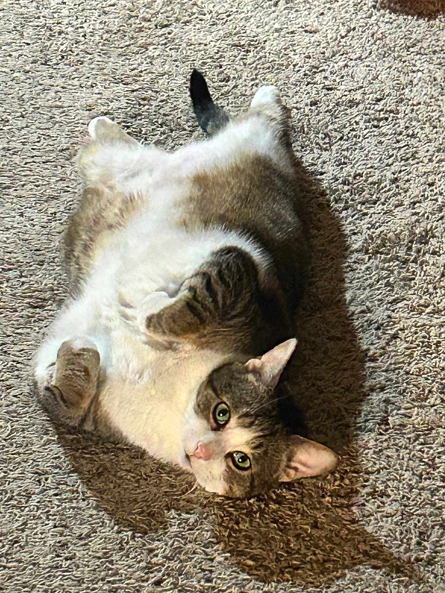 Sampson is registered to the contest to win money with this photo: cat, pet, indoor, carpet, feline, relaxed, sunlight, shadow, fur, whiskers, ears, green_eyes, tabby, domestic_animal, cute, lying_down, playful, cozy, animal, resting
