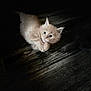 Athos a rejoint le concours — aidez-le/la à gagner de superbes lots ! kitten, cat, animal, pet, feline, cute, young, ginger, fur, whiskers, paws, wooden_floor, dark, soft_light, portrait, closeup, indoor, curious, small, cozy