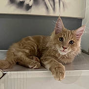 Athos a rejoint le concours — aidez-le/la à gagner de superbes lots ! cat, kitten, ginger_cat, pet, indoor, feline, fur, whiskers, cute, animal, young_cat, curious, relaxed, lying_down, paw, ears, face, looking_at_camera, domestic_cat, soft_fur