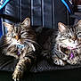 Kaline Linka  a rejoint le concours — aidez-le/la à gagner de superbes lots ! carnivoran, cat, cat_like_mammal, dog_breed_group, domestic_long_haired_cat, domestic_short_haired_cat, dragon_li, european_shorthair, kitten, kurilian_bobtail, maine_coon, mammal, norwegian_forest_cat, siberian, small_to_medium_sized_cats, tabby_cat, whiskers