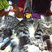 Kaline Linka  participe au concours pour gagner de l'argent avec cette photo : carnivoran, cat, cat_like_mammal, domestic_short_haired_cat, dragon_li, european_shorthair, kitten, maine_coon, small_to_medium_sized_cats, whiskers