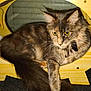 abyssinian, angora, animal, brasssection, cat, chair, face, furniture, hardwood, head, horn, indoors, interiordesign, kitten, manx, musicalinstrument, pet, plywood, slate, wood