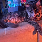 Urkan Et Unabella a rejoint le concours — aidez-le/la à gagner de superbes lots ! angora, animal, architecture, building, cat, chair, couch, den, egyptiancat, furniture, hardwood, indoors, kitten, lighting, livingroom, manx, person, pet, room, wood