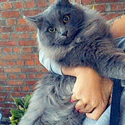 Miaoux participe au concours pour gagner de l'argent avec cette photo : british_semi_longhair, carnivoran, cat, cat_like_mammal, chartreux, domestic_long_haired_cat, domestic_short_haired_cat, fur, kitten, mammal, nebelung, norwegian_forest_cat, persian, siberian, small_to_medium_sized_cats, snout, vertebrate, whiskers