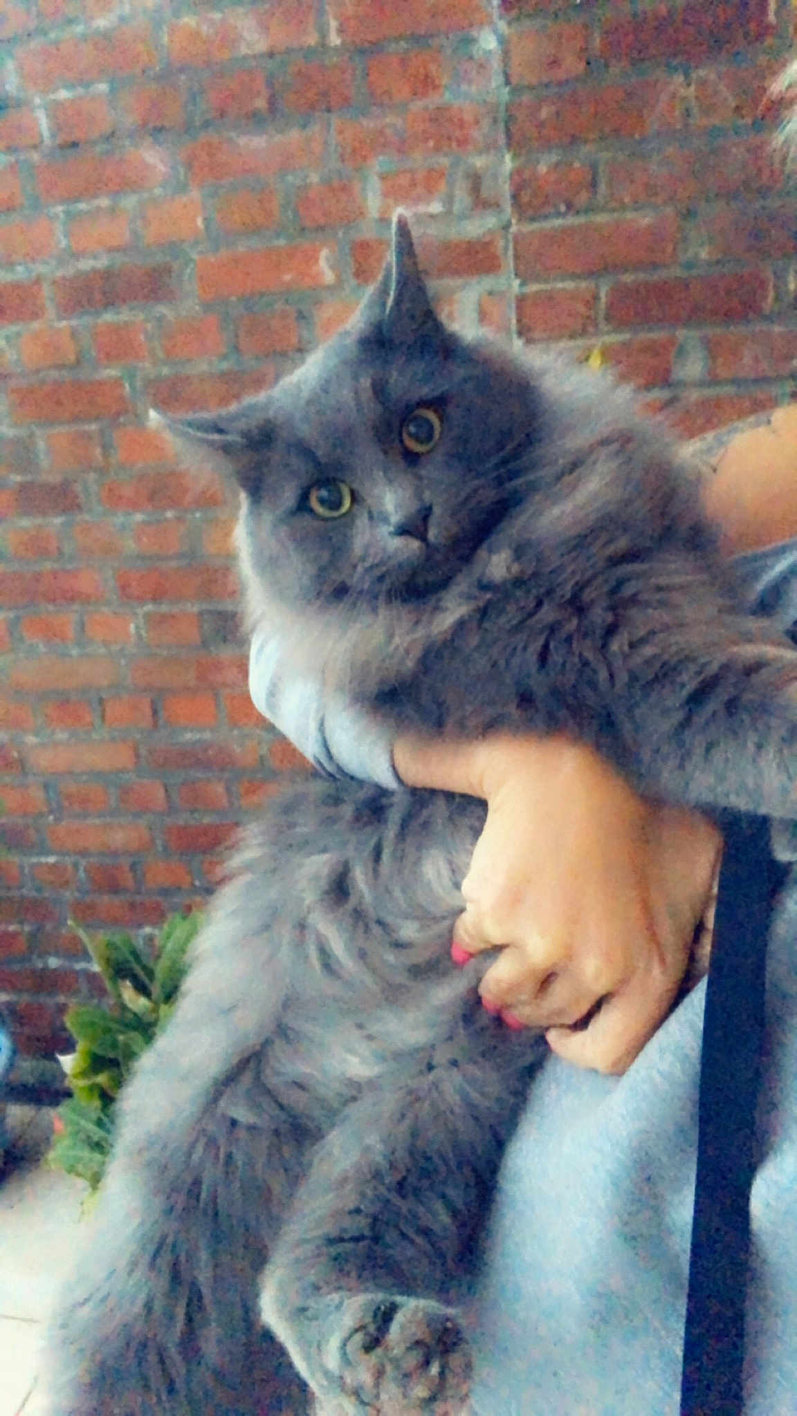 Miaoux