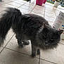 Miaoux participe au concours pour gagner de l'argent avec cette photo : black_cat, cat, cat_like_mammal, domestic_long_haired_cat, domestic_short_haired_cat, fur, kitten, nebelung, norwegian_forest_cat, small_to_medium_sized_cats, snout, whiskers