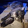 Urkan a rejoint le concours — aidez-le/la à gagner de superbes lots ! cat, gray_cat, fluffy, yellow_eyes, lounging, cushion, wooden_table, indoor, pet, relaxed, curious, whiskers, feline, close_up, soft_lighting, background_blur, domestic_cat, resting, head_tilt, cozy