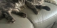Urkan participe au concours pour gagner de l'argent avec cette photo : cat, gray_cat, lounging, couch, leather_couch, furniture, indoor, pet, relaxed, fluffy, fur, paws, stretching, cozy, cushion, throw_blanket, floor, home, domestic_animal, resting