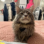 Urkan participe au concours pour gagner de l'argent avec cette photo : cat, fluffy, gray_cat, bed, bedspread, indoor, pet, feline, closeup, portrait, yellow_eyes, whiskers, collar, paw, mirror, clothing, hanger, room, decor, je_taime