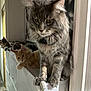 Urkan a rejoint le concours — aidez-le/la à gagner de superbes lots ! animal_group, cabinet, cat, collar, curious, domestic_animal, feline, fur, gray_cat, hallway, indoor, kitten, multiple_cats, orange_cat, pets, portrait, resting, soft_light, wall_art, whiskers