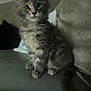 Akyra a rejoint le concours — aidez-le/la à gagner de superbes lots ! kitten, cat, pet, feline, fur, couch, indoor, animal, cute, small, young, whiskers, tail, paws, sitting, curious, soft, domestic, furry, cozy