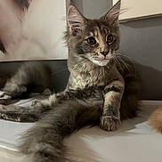 Akyra participe au concours pour gagner de l'argent avec cette photo : kitten, cat, fluffy, gray, relaxed, indoor, pet, animal, ears, whiskers, tail, feline, young, cute, portrait, resting, furniture, domestic, soft, closeup