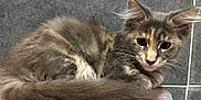Akyra participe au concours pour gagner de l'argent avec cette photo : kitten, cat, gray, fluffy, fur, whiskers, ears, eyes, tail, resting, indoor, tile, wall, curious, pet, young, animal, closeup, texture, colorful