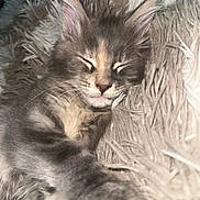 Akyra a rejoint le concours — aidez-le/la à gagner de superbes lots ! kitten, sleeping, close_up, paw, fluffy, gray, pet, cute, furry, relaxed, indoors, cozy, soft, young, animal, whiskers, face, ears, resting, blanket