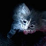 Akyra a rejoint le concours — aidez-le/la à gagner de superbes lots ! kitten, cat, furry, dark, blurry, pet, animal, looking_up, curious, soft_fur, indoor, low_light, close_up, young_cat, cute, whiskers, small, mammal, feline, shadow