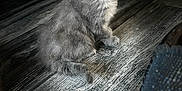 Akyra participe au concours pour gagner de l'argent avec cette photo : kitten, cat, gray_cat, fur, pet, animal, floor, wooden_floor, texture, indoor, curious, sitting, small, cute, soft_light, shadow, portrait, feline, whiskers, young