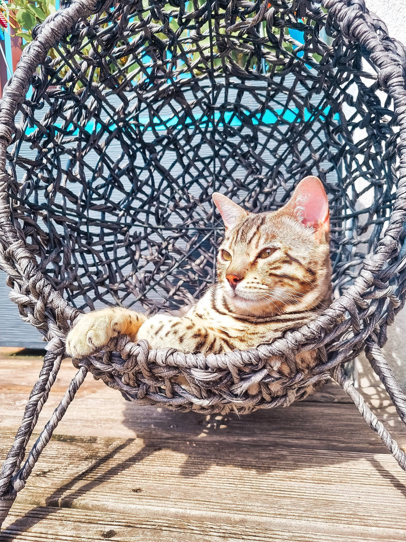 Tango participe au concours pour gagner de l'argent avec cette photo : art, basket, carnivore, cat, eye, fawn, felidae, fur, grass, mammal, plant, small_to_medium_sized_cats, snout, tail, terrestrial_animal, tree, vertebrate, water, whiskers, wood