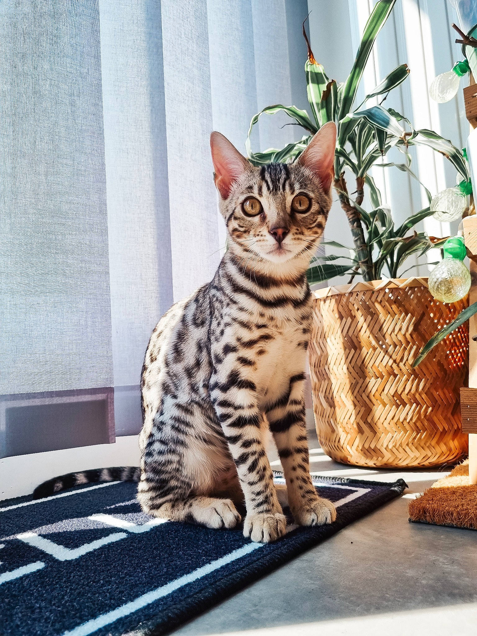 Tango participe au concours pour gagner de l'argent avec cette photo : carnivore, cat, domestic_short_haired_cat, door, felidae, flooring, flowerpot, fur, grass, houseplant, plant, rectangle, small_to_medium_sized_cats, snout, tail, terrestrial_animal, whiskers, wildlife, window, wood