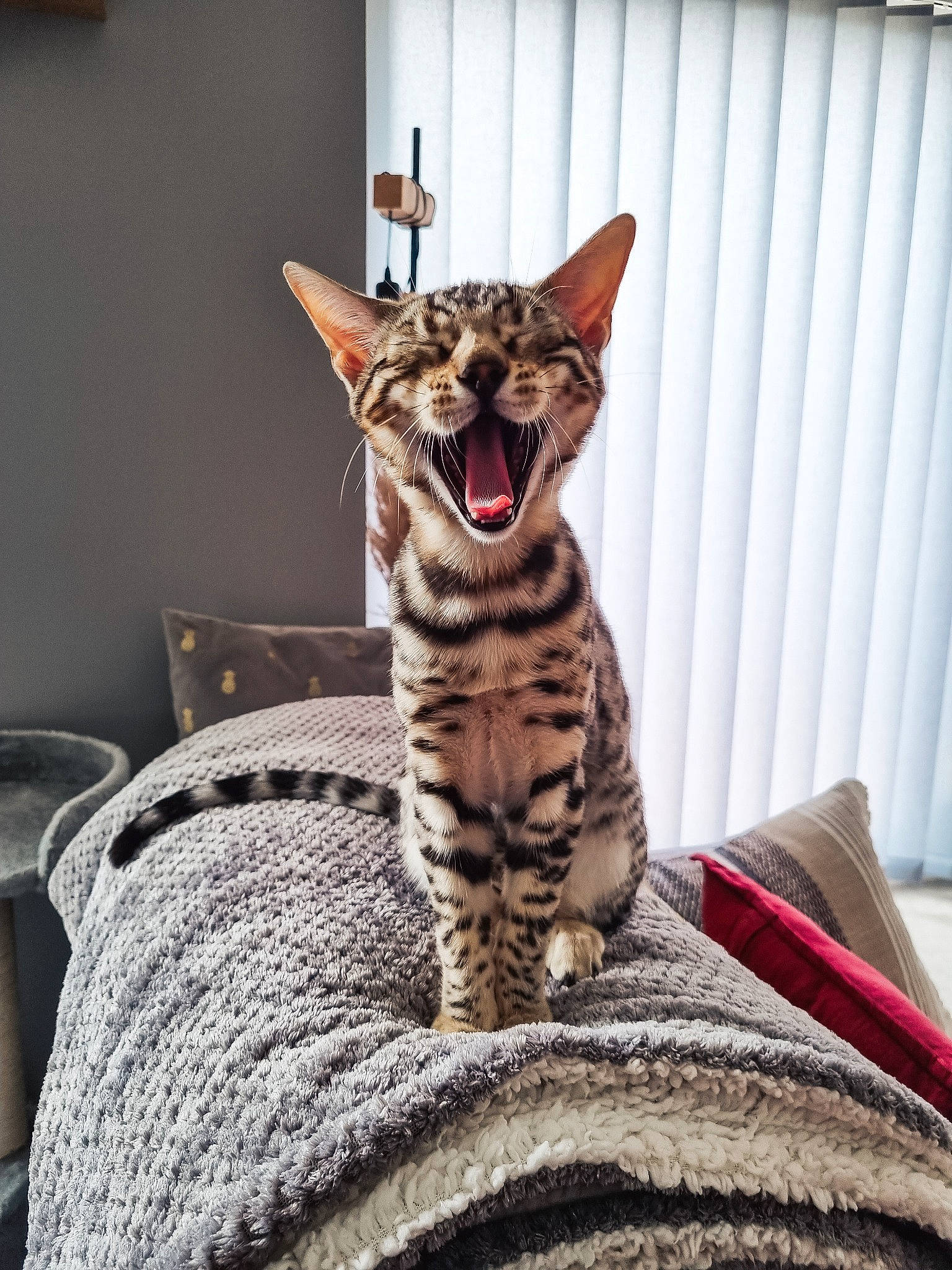 Tango a rejoint le concours — aidez-le/la à gagner de superbes lots ! carnivore, cat, comfort, couch, domestic_short_haired_cat, fawn, felidae, foot, fur, grey, linens, sitting, small_to_medium_sized_cats, snout, tail, terrestrial_animal, textile, whiskers, wildlife, window