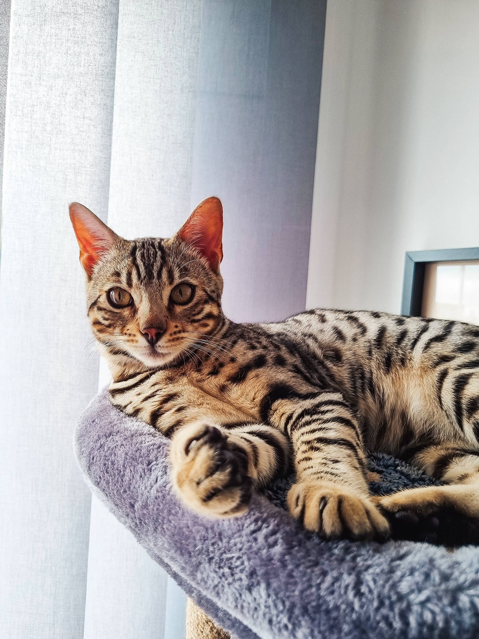 Tango a rejoint le concours — aidez-le/la à gagner de superbes lots ! carnivore, cat, comfort, domestic_short_haired_cat, door, felidae, fixture, fur, rectangle, sitting, small_to_medium_sized_cats, snout, terrestrial_animal, whiskers, window