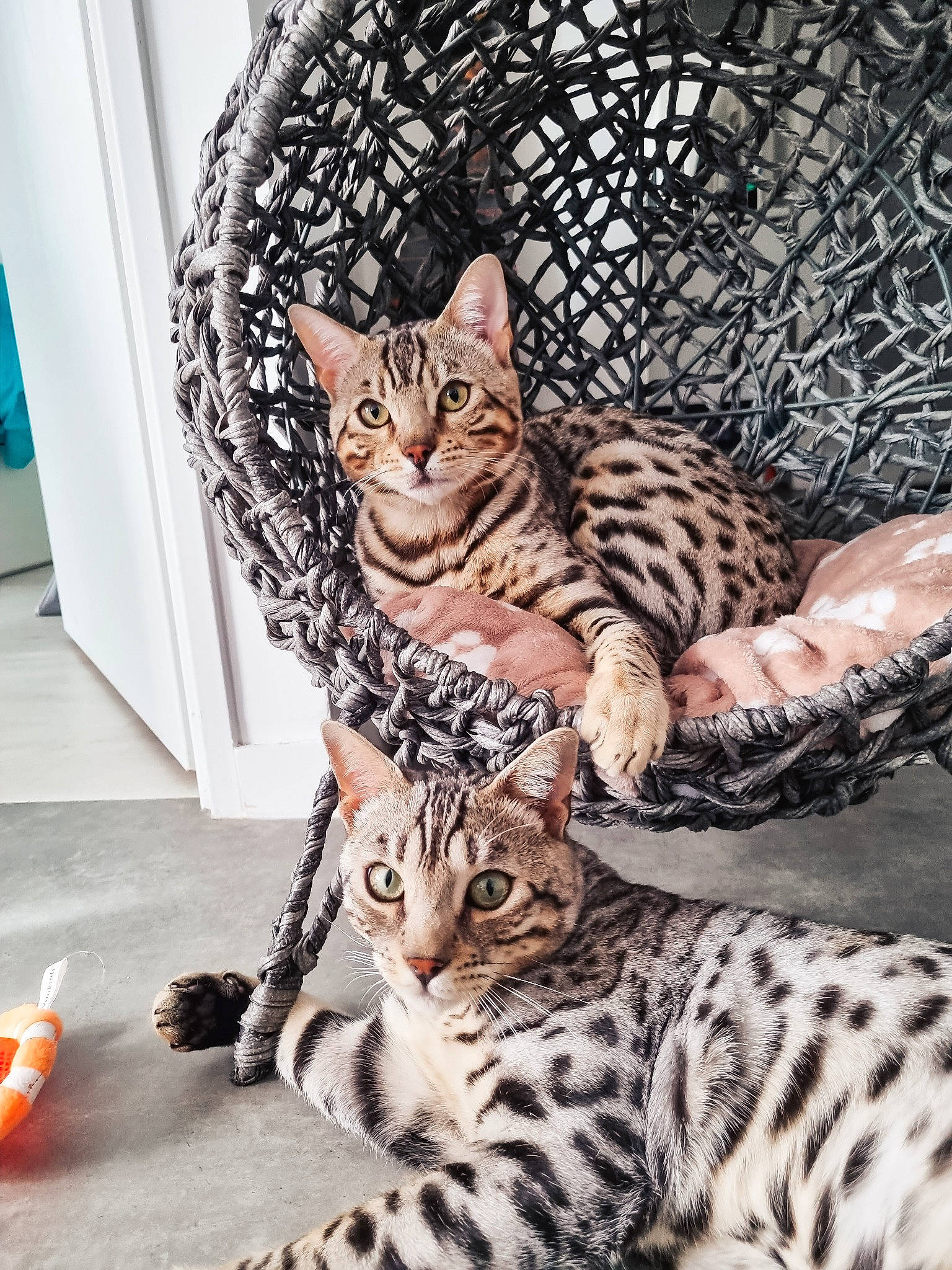 Tango Et Twist participe au concours pour gagner de l'argent avec cette photo : carnivore, cat, comfort, domestic_short_haired_cat, door, felidae, fur, mammal, pattern, paw, sitting, small_to_medium_sized_cats, snout, tail, terrestrial_animal, whiskers, wildlife, window