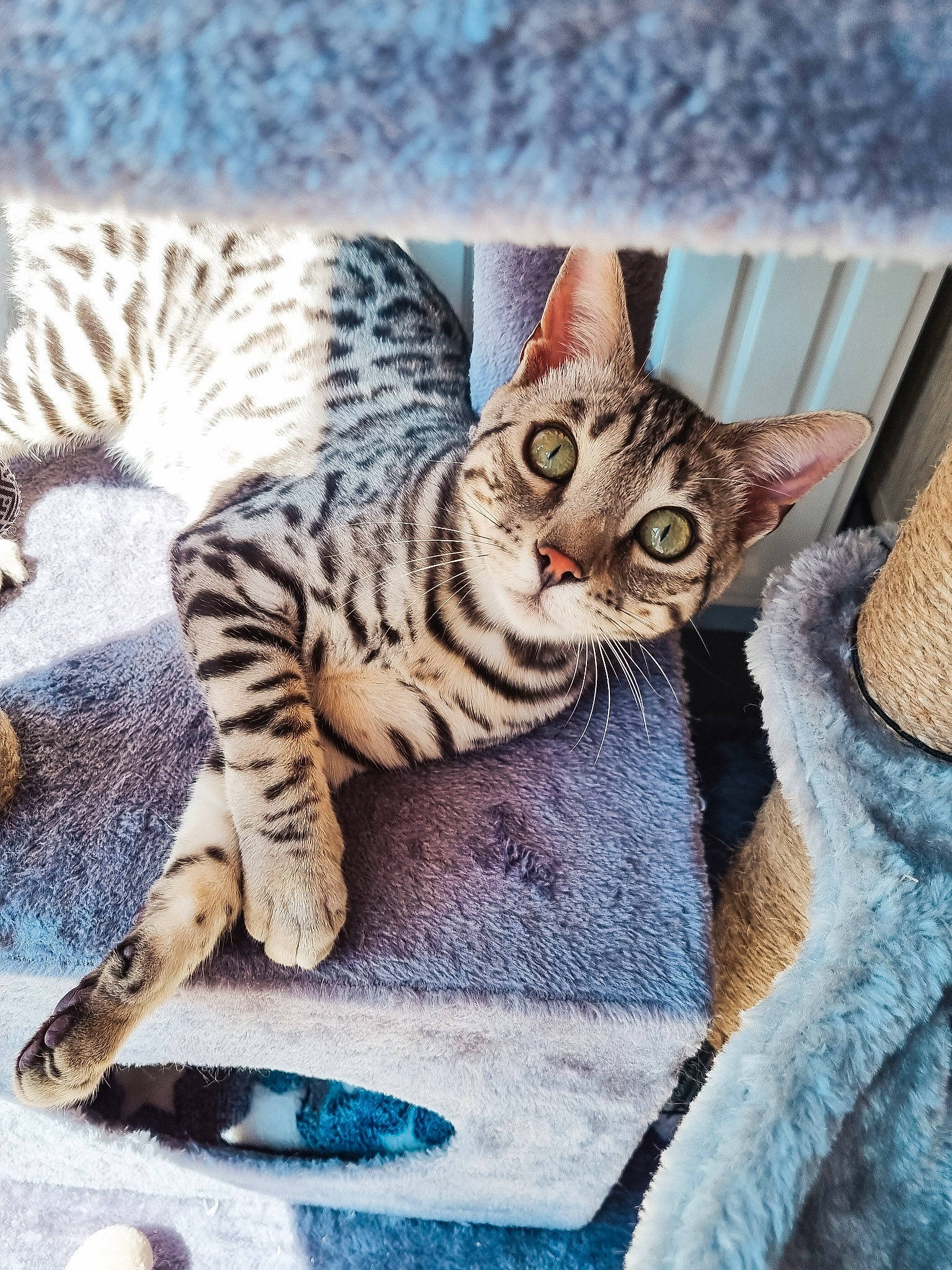 Twist a rejoint le concours — aidez-le/la à gagner de superbes lots ! carnivore, cat, claw, comfort, domestic_short_haired_cat, eye, felidae, fur, paw, small_to_medium_sized_cats, snout, tail, terrestrial_animal, whiskers, wildlife, window