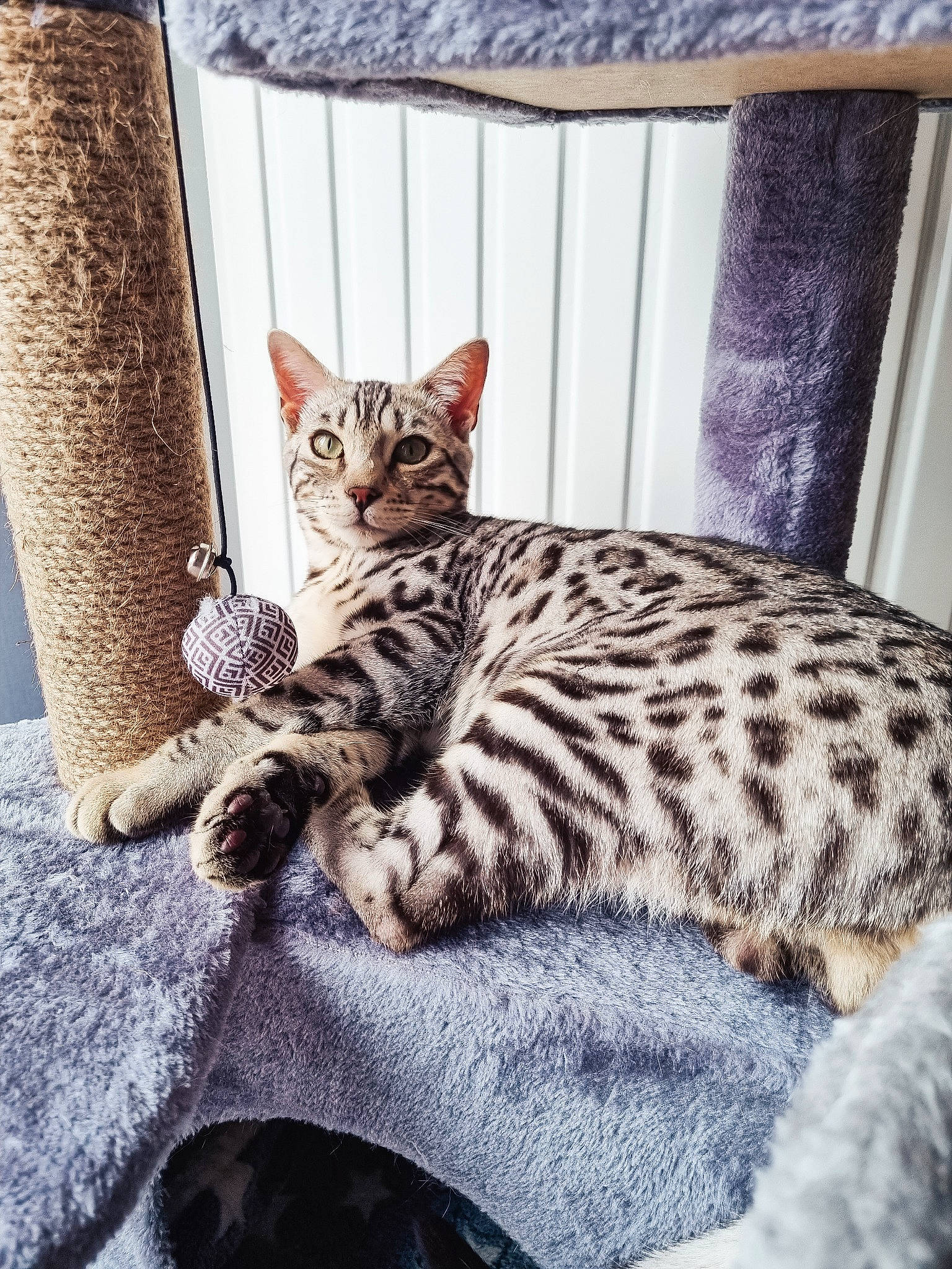 Twist a rejoint le concours — aidez-le/la à gagner de superbes lots ! carnivore, cat, cat_supply, claw, comfort, curtain, domestic_short_haired_cat, felidae, fur, paw, room, sitting, small_to_medium_sized_cats, snout, tail, terrestrial_animal, whiskers, wildlife