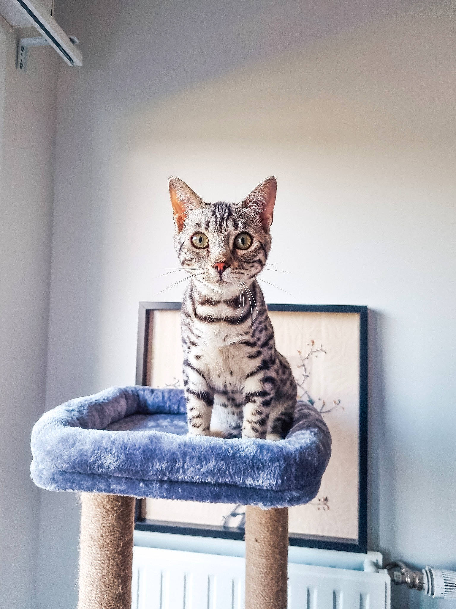 Twist a rejoint le concours — aidez-le/la à gagner de superbes lots ! carnivore, cat, comfort, couch, domestic_short_haired_cat, felidae, fur, grey, paw, rectangle, room, shelf, shelving, sitting, small_to_medium_sized_cats, snout, stairs, tail, whiskers, wood