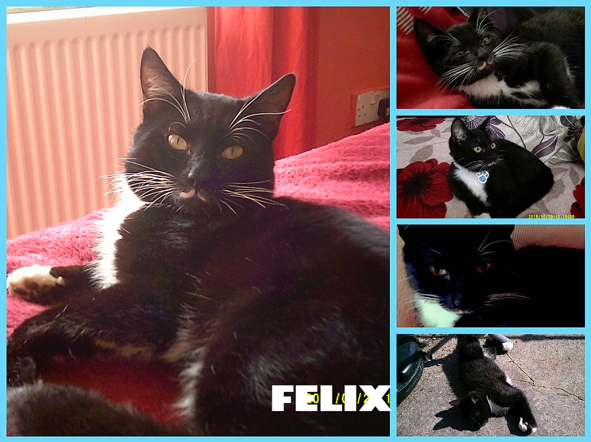 Felix joined the competition — help win amazing prizes! art, black, black_cat, carnivore, cat, comfort, domestic_short_haired_cat, felidae, fur, organism, photo_caption, photograph, plant, rectangle, small_to_medium_sized_cats, snapshot, snout, tail, tints_and_shades, whiskers