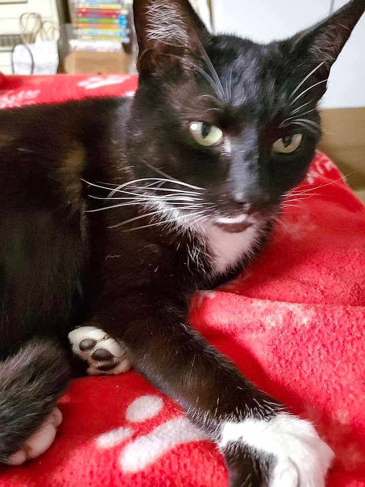 Felix