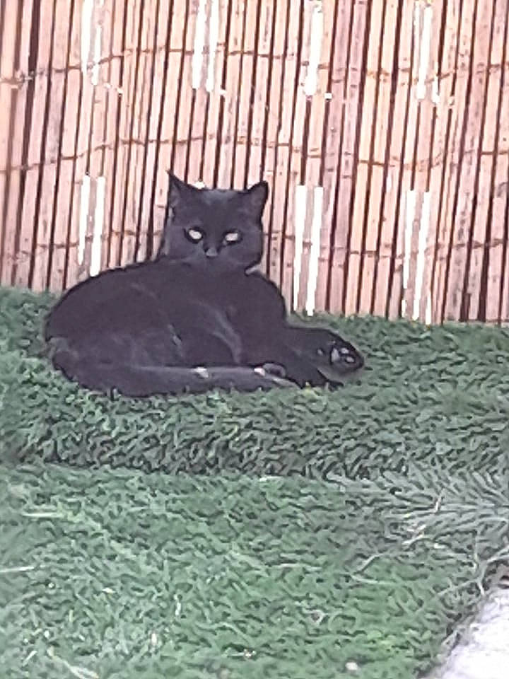 Bailey is registered to the contest to win money with this photo: black, black_cat, bombay, canidae, carnivore, cat, domestic_short_haired_cat, felidae, floor, flooring, fur, grass, grey, linens, small_to_medium_sized_cats, snout, tail, terrestrial_animal, whiskers, wood