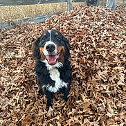 Brisket joined the competition — help win amazing prizes! animal, autumn_leaves, bernese_mountain_dog, brown_leaves, canine, children, daylight, dog, fall, fence, fun, grass, happy, leaf_pile, nature, outdoor, park, pet, play, smiling