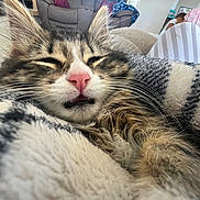 Polo joined the competition — help win amazing prizes! background, blanket, cat, child, close_up, couch, cozy, domestic, fur, furniture, fuzzy, home, indoor, kitten, pet, pink_nose, relaxed, sleepy, striped_blanket, whiskers