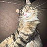 Polo joined the competition — help win amazing prizes! animal, brown, cat, close_up, couch, cozy, cute, domestic_cat, feline, fluffy, fur, indoor, mammal, pet, pink_nose, relaxed, resting, sleepy, tabby, whiskers