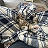 Polo joined the competition — help win amazing prizes! blanket, carpet, cat, comfort, cozy, curious, cute, domestic_animal, fur, furniture, indoor, kitten, living_room, paw, pet, plaid, relaxing, soft, stretching, warm