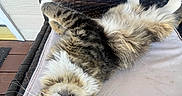 Polo joined the competition — help win amazing prizes! animal, cat, chair, content, cozy, cushion, domestic_animal, fluffy, fur, outdoor, paw, pet, pink_nose, relaxed, resting, sleeping, tabby, upside_down, whiskers, wicker