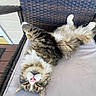 animal, cat, chair, content, cozy, cushion, domestic_animal, fluffy, fur, outdoor, paw, pet, pink_nose, relaxed, resting, sleeping, tabby, upside_down, whiskers, wicker
