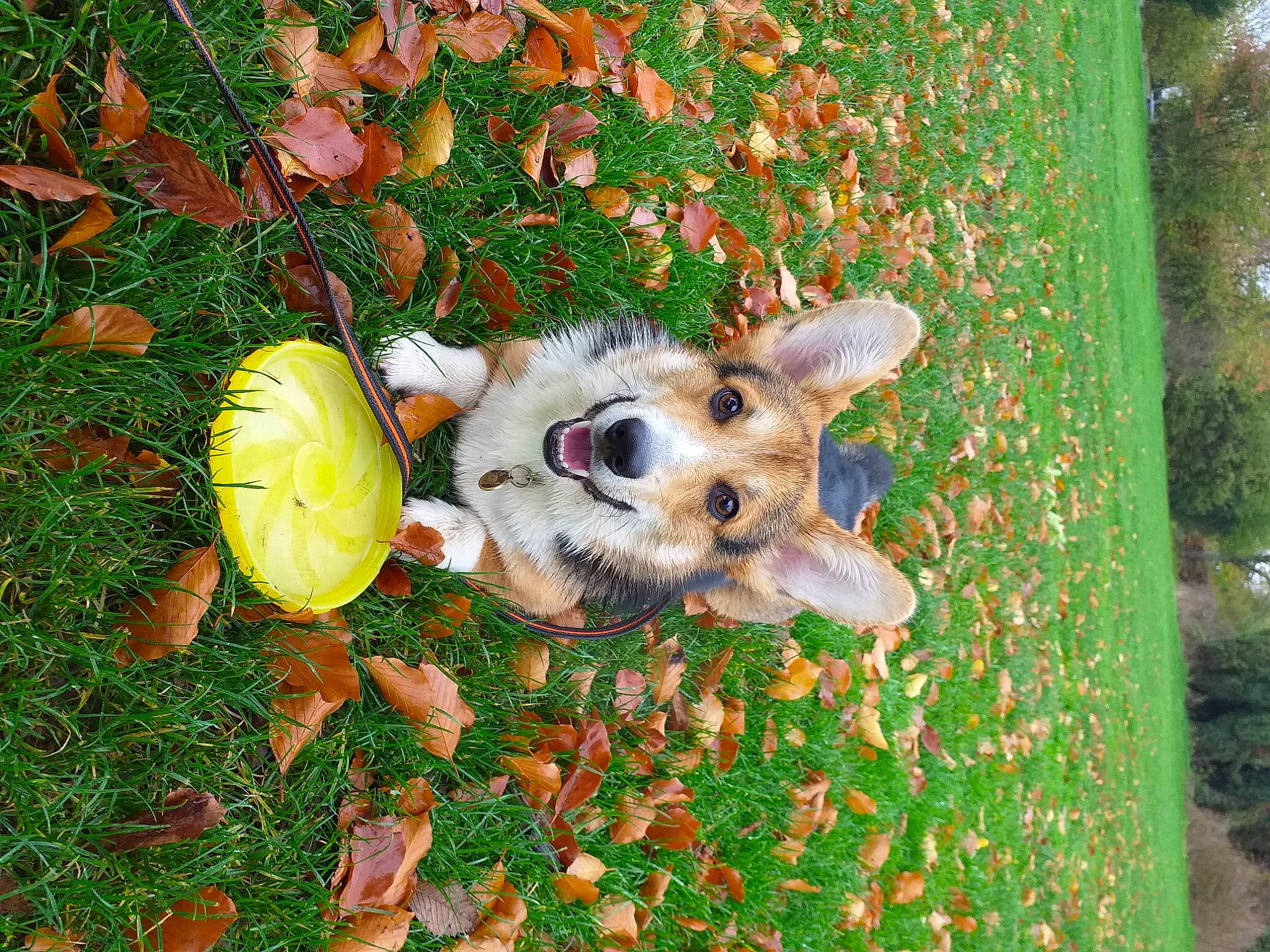 Panaché a rejoint le concours — aidez-le/la à gagner de superbes lots ! australian_cattle_dog, canidae, carnivore, dog, dog_breed, fawn, grass, puppy