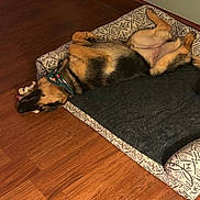 Athena joined the competition — help win amazing prizes! bandana, baseboard, belly_up, blanket, cozy, dog, dog_bed, ear, german_shepherd, hardwood_floor, home_interior, indoor, patterned_bed, paw, pet, plush_toy, relaxed, sleeping, snout, wall_outlet