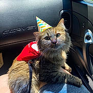 Zara joined the competition — help win amazing prizes! cat, tabby_cat, party_hat, red_cape, car_interior, dashboard, corvette_logo, sunlight, lap, furry, pet, animal, whiskers, ears, seat, vent, leash, window, daylight, relaxed