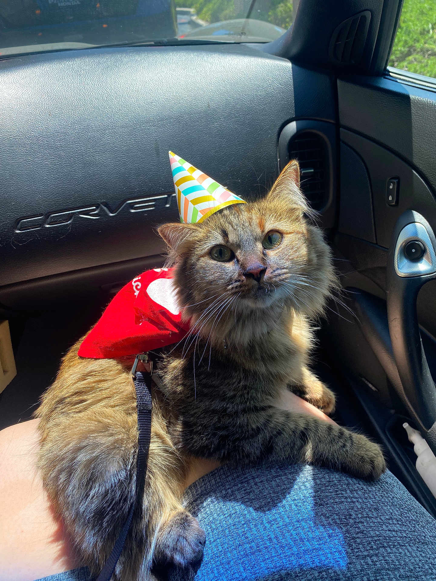 Zara joined the competition — help win amazing prizes! cat, tabby_cat, party_hat, red_cape, car_interior, dashboard, corvette_logo, sunlight, lap, furry, pet, animal, whiskers, ears, seat, vent, leash, window, daylight, relaxed