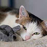 Asi participe au concours pour gagner de l'argent avec cette photo : cat, green_eyes, stuffed_mouse, toy, pet, close_up, fur, whiskers, relaxed, sleepy, indoor, bed, cozy, cute, animal, mammal, pink_nose, tabby, white_fur, soft